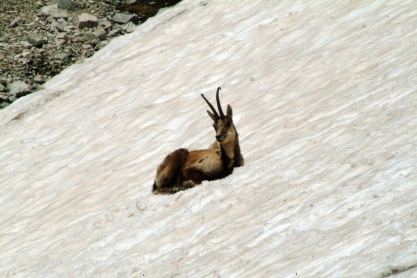 Camoscio d''Abruzzo Rupicapra pyrenaica ornata